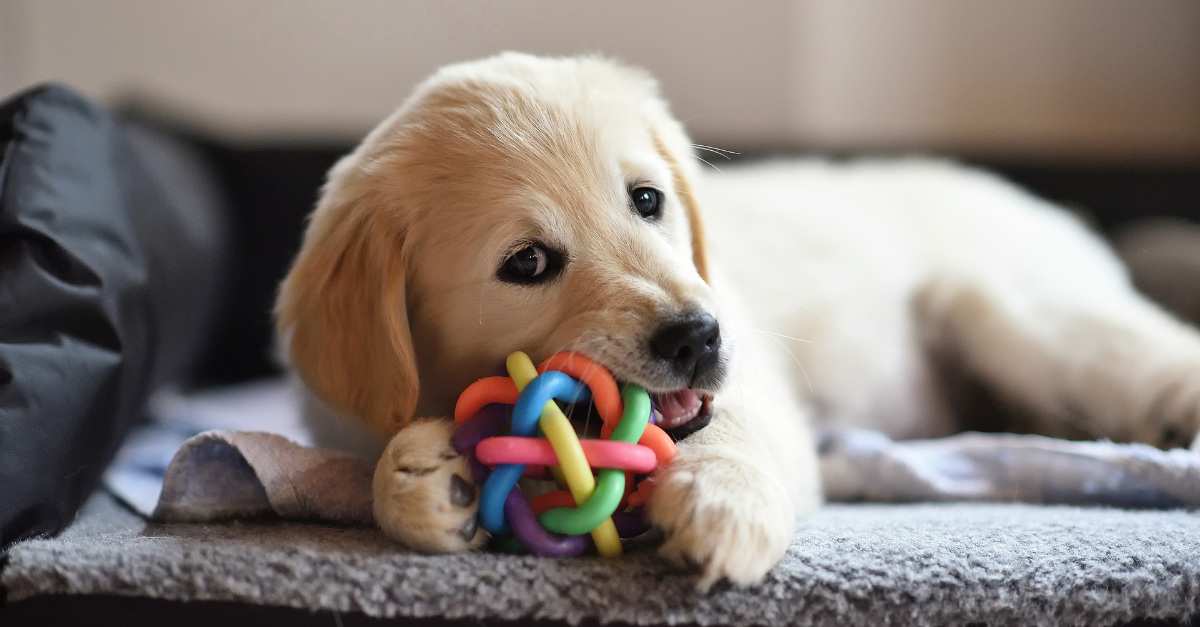 Pet Toy Safety in 2026: What the Market Now Expects from Brands and Manufacturers