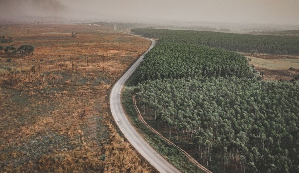 The EU Deforestation Regulation in 2026