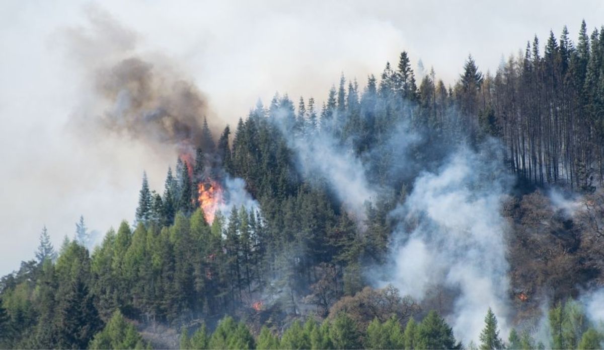 New EUDR Country Risk Rankings: What Businesses Need to Know Amidst Record Breaking Forest Loss