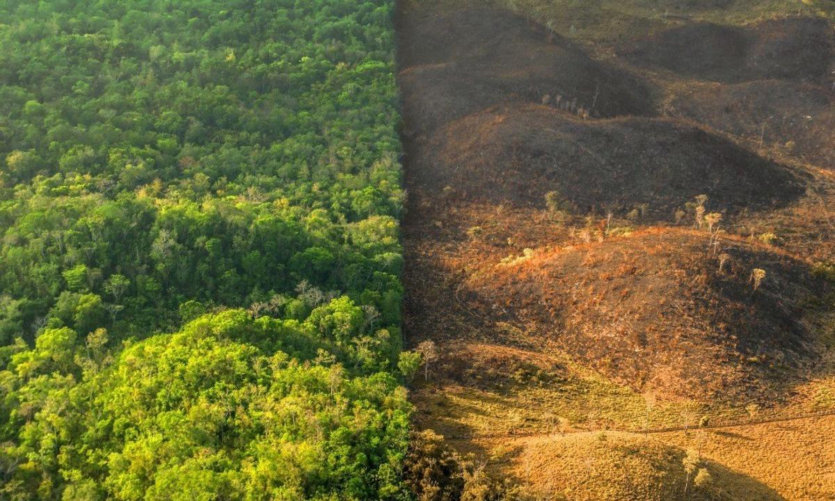 EU Deforestation Regulation (EUDR) - green vibrant forest vs barren and brown forest floor.