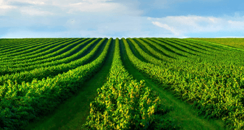Strengthening Harvest Equipment Sanitation: PrimusGFS Requirements & Upcoming v4.0 Updates Strengthening Harvest Equipment Sanitation: PrimusGFS Requirements & Upcoming v4.0 Updates